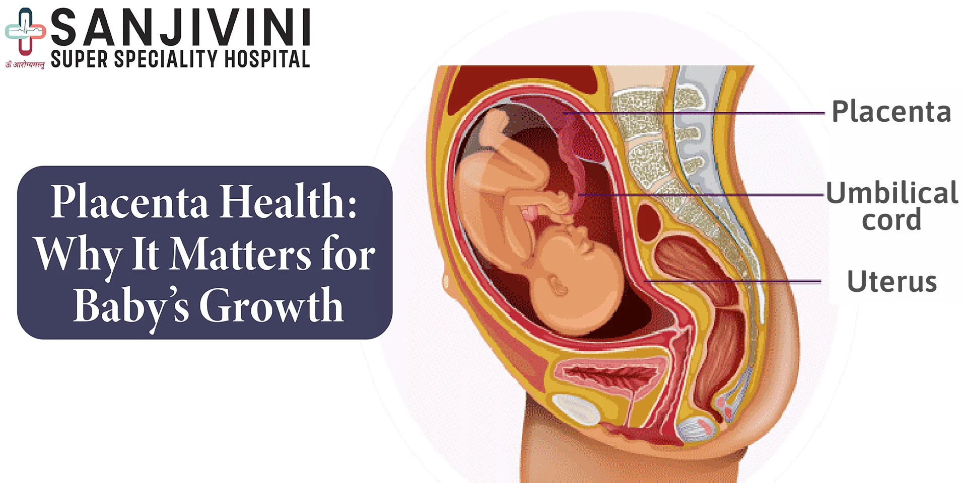 Placenta Health: Why It Matters for Baby’s Growth